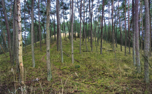 7_Karvaičių kopa.jpg